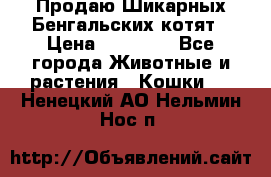 Продаю Шикарных Бенгальских котят › Цена ­ 17 000 - Все города Животные и растения » Кошки   . Ненецкий АО,Нельмин Нос п.